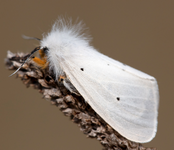 Diaphora mendica - felemás medvelepke