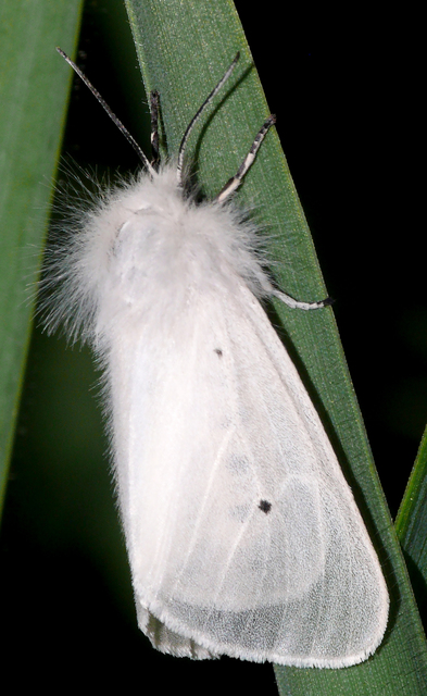 Diaphora mendica - felemás medvelepke