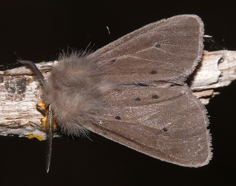 Diaphora mendica - felemás medvelepke