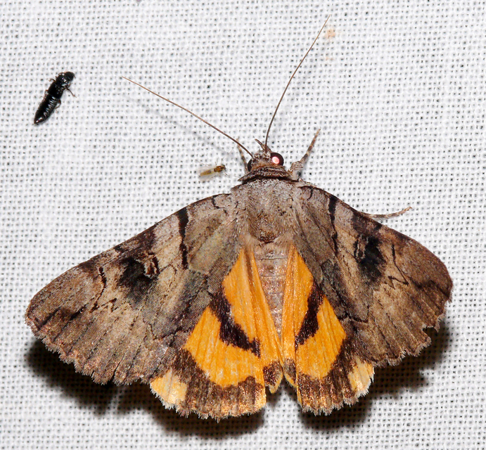 Catocala hymenaea - kökény-övesbagoly