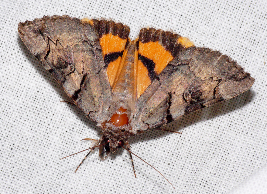 Catocala hymenaea - kökény-övesbagoly