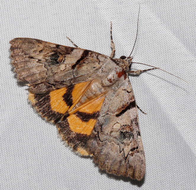 Catocala hymenaea - kökény-övesbagoly