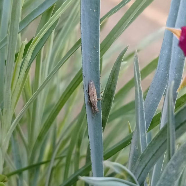 Heteroptera - Poloskák Heteroptera - Poloskák