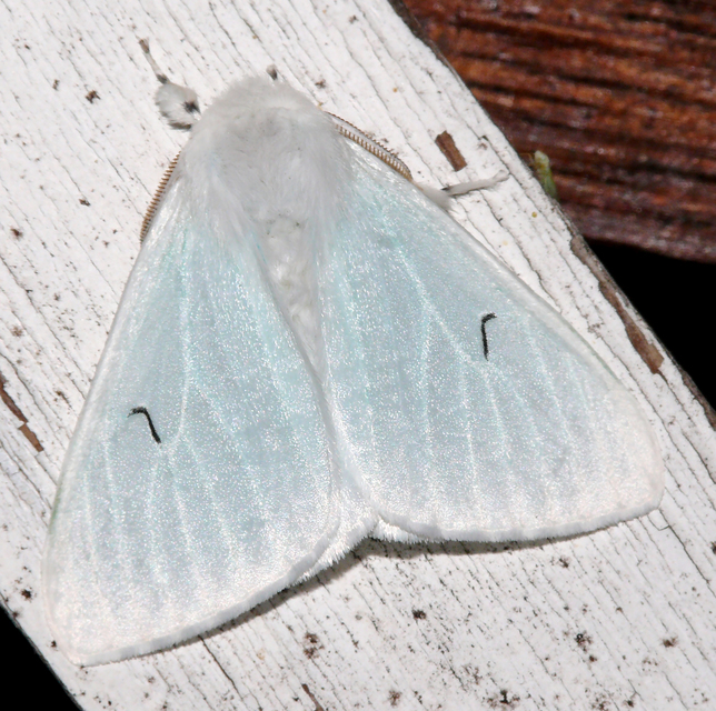 Arctornis l-nigrum - L-betűs gyapjaslepke