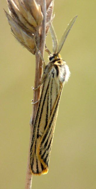Spiris striata - csíkos molyszövő