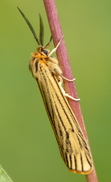 Spiris striata - csíkos molyszövő