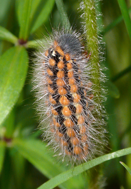 Pentophera morio - réti gyapjaslepke