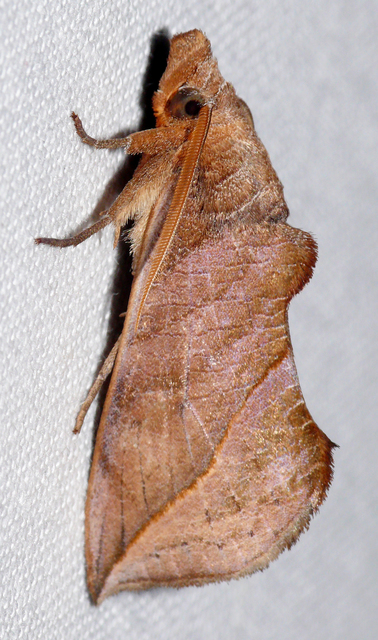 Calyptra thalictri - öblösszárnyú bagoly