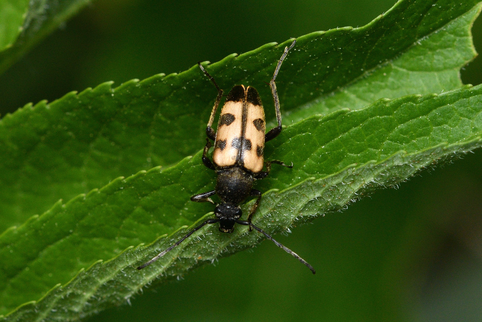 Pachytodes erraticus - rajzos virágcincér