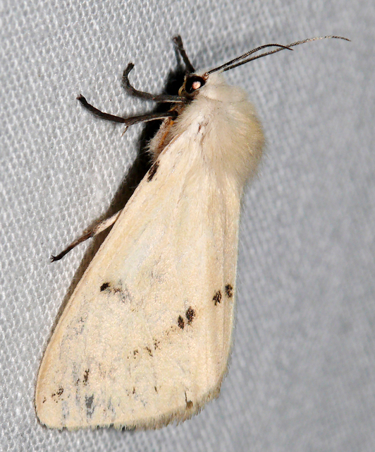 Spilarctia lutea - sárgás medvelepke