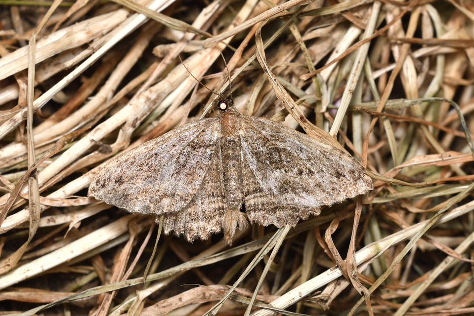 Philereme transversata - varjútövis-araszoló