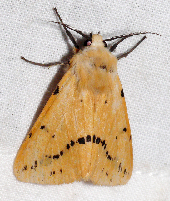 Spilarctia lutea - sárgás medvelepke
