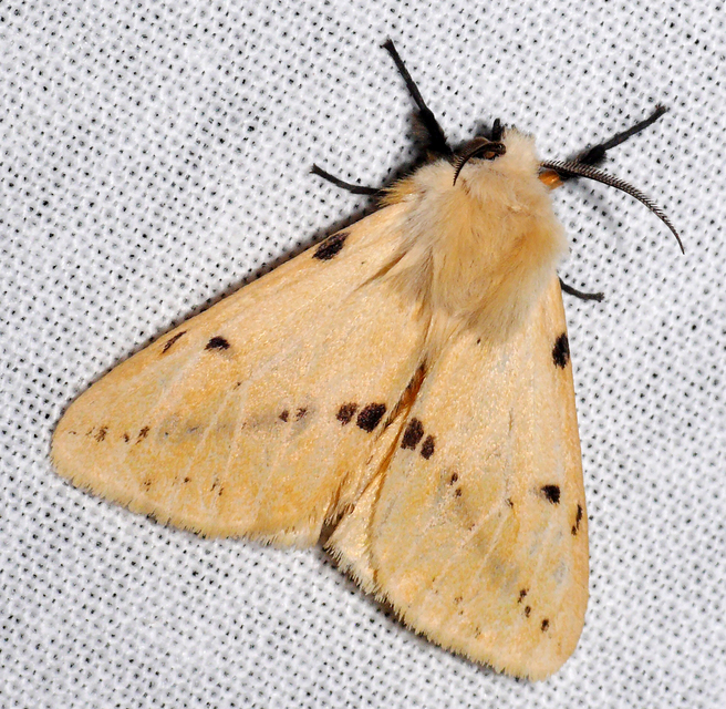 Spilarctia lutea - sárgás medvelepke