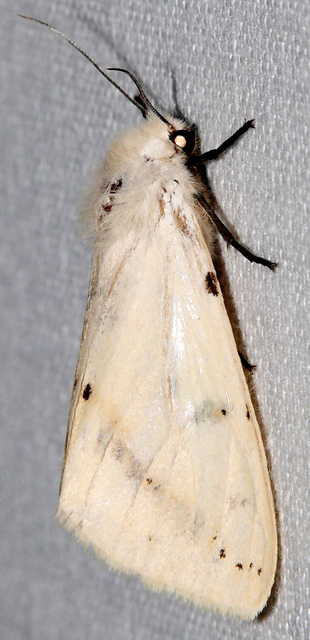 Spilarctia lutea - sárgás medvelepke