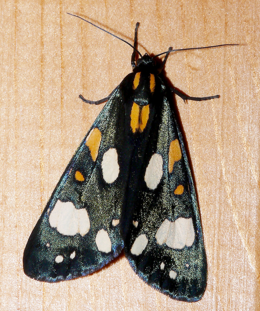 Callimorpha dominula - fémes medvelepke