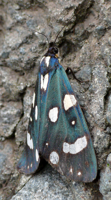 Callimorpha dominula - fémes medvelepke