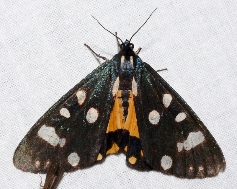 Callimorpha dominula - fémes medvelepke