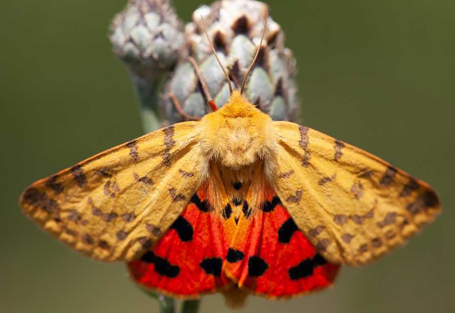 Rhyparia purpurata - bíborszínű medvelepke