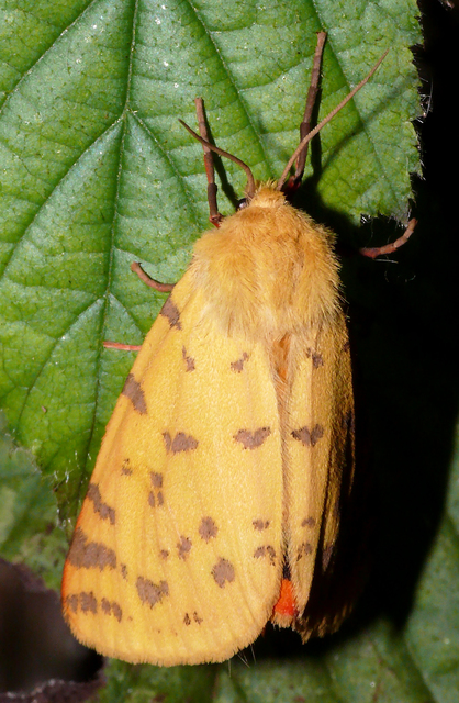 Rhyparia purpurata - bíborszínű medvelepke