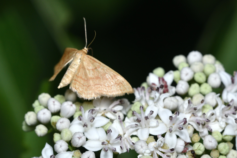 Idaea ochrata - okkerszínű sávosaraszoló