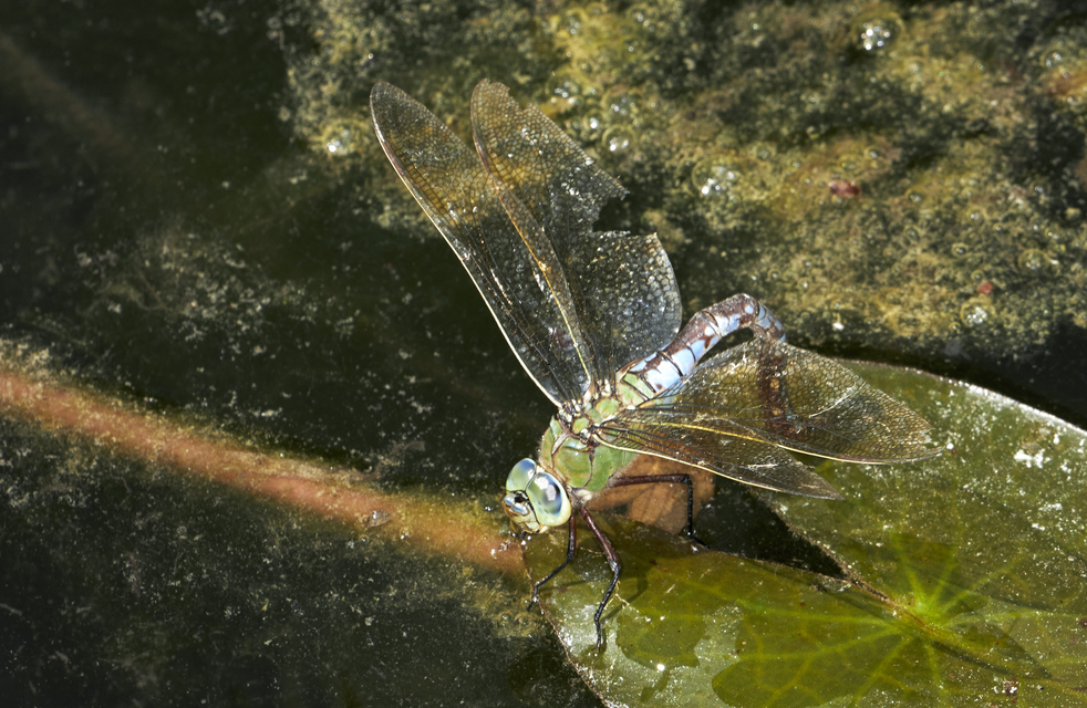 Anax imperator - zöld óriásacsa