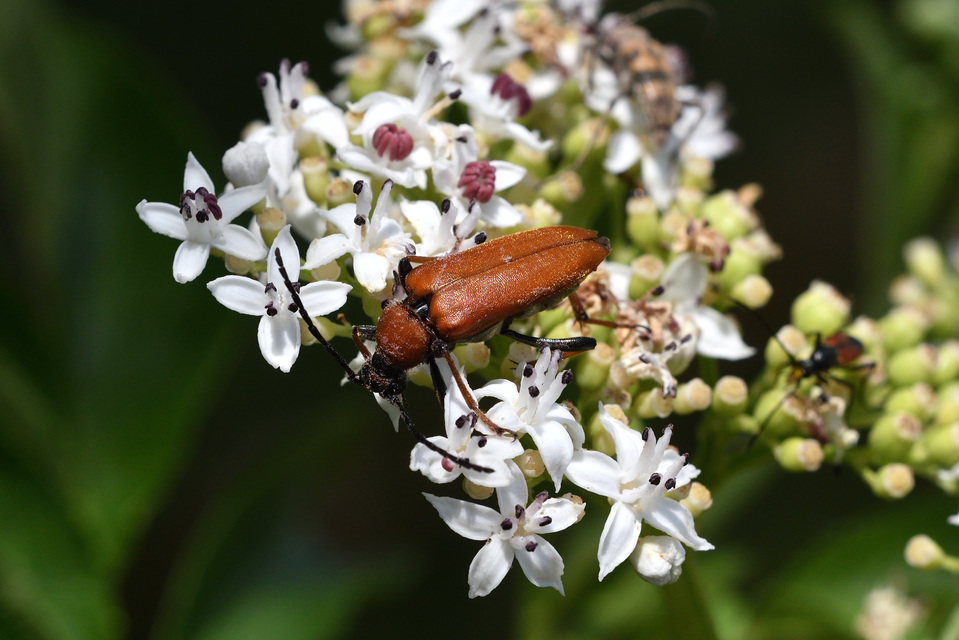 Stictoleptura rubra - vörös virágcincér