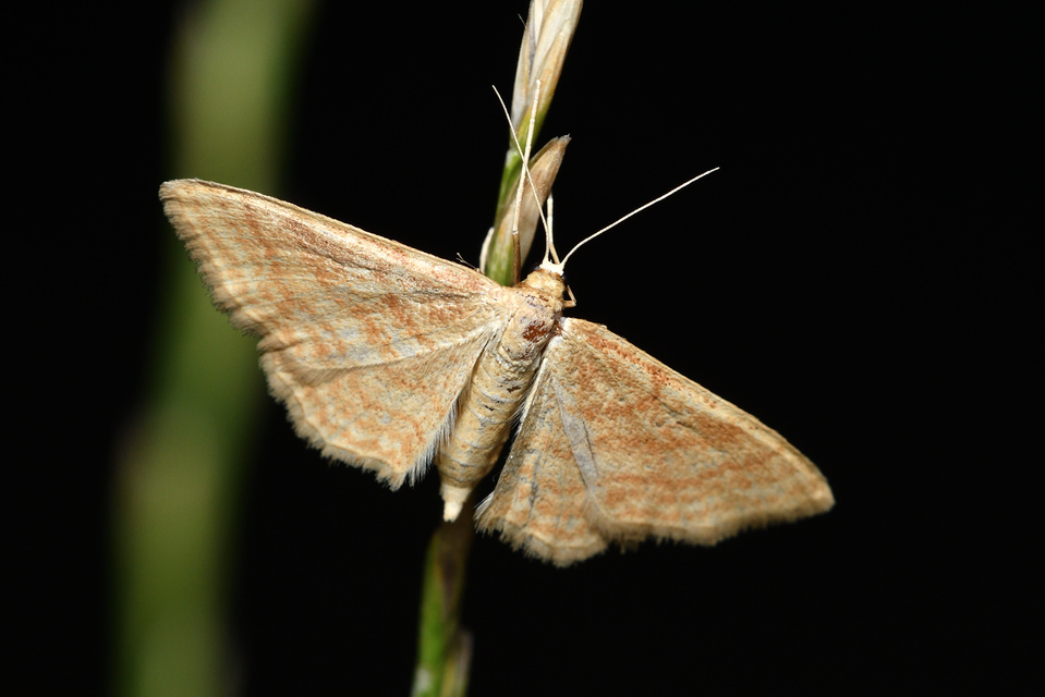 Idaea ochrata - okkerszínű sávosaraszoló