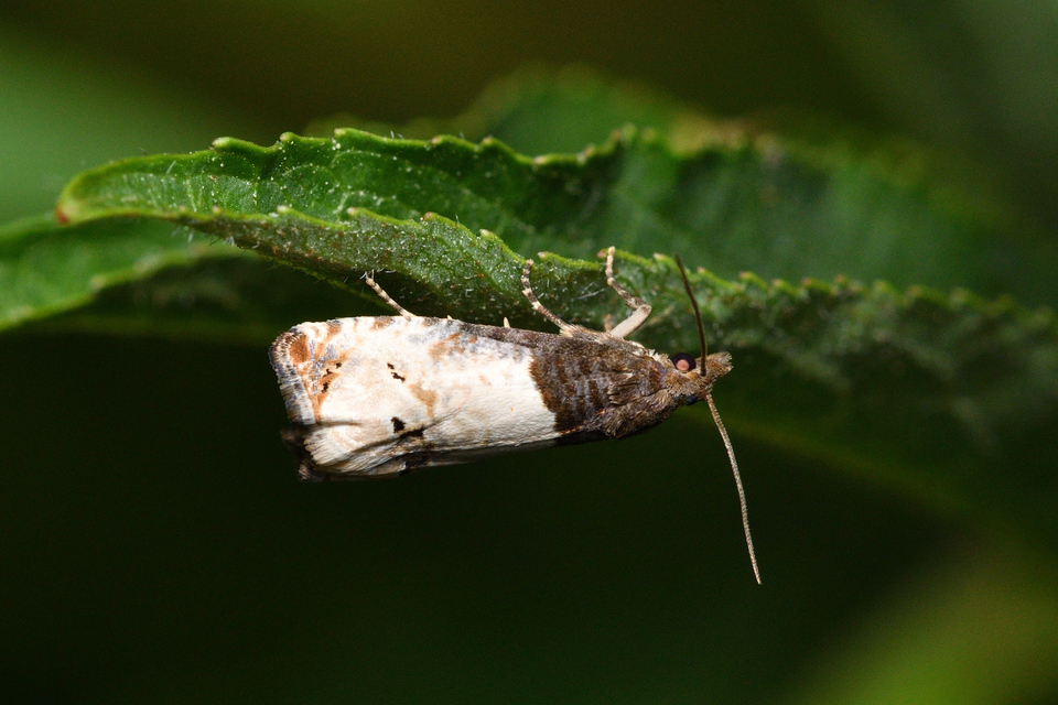 Notocelia roborana - rózsarügy-tükrösmoly