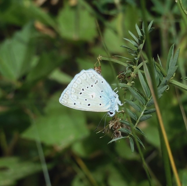 Polyommatus daphnis - csipkés boglárka