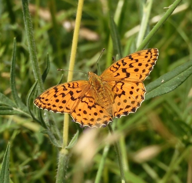 Brenthis daphne - málna-gyöngyházlepke