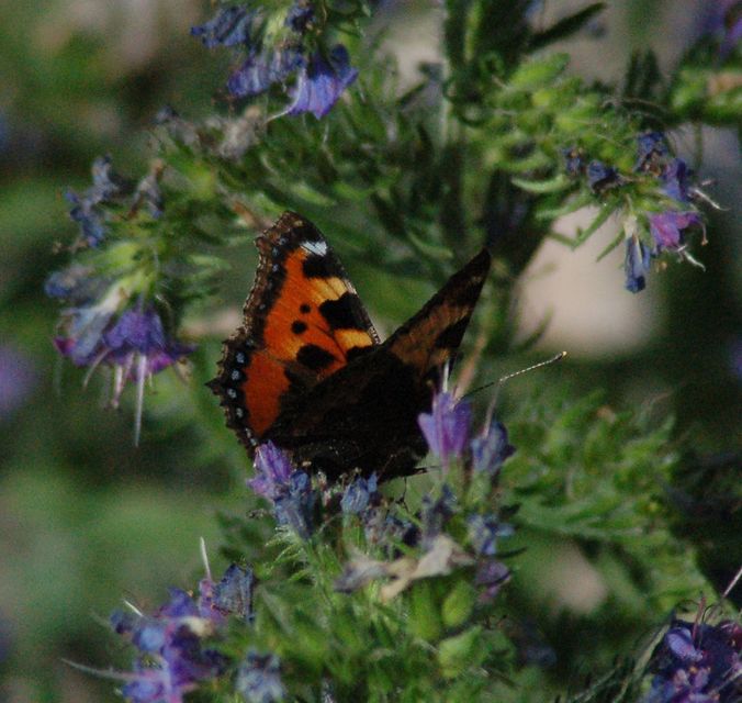 Nymphalis urticae - kis rókalepke