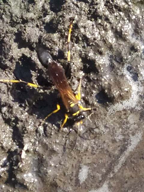 Sceliphron caementarium - feketenyelű lopódarázs