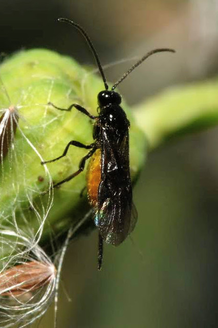 Braconidae - gyilkosfürkészek