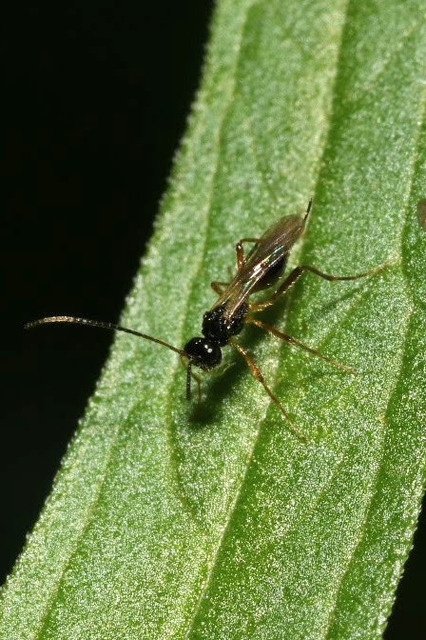Braconidae - gyilkosfürkészek