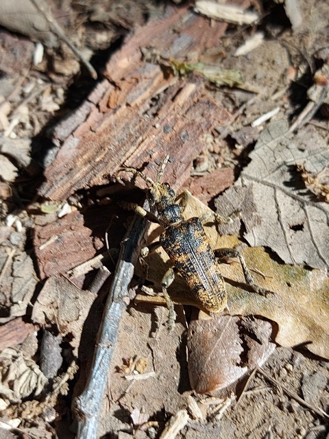 Rhagium sycophanta - tölgyes-tövisescincér