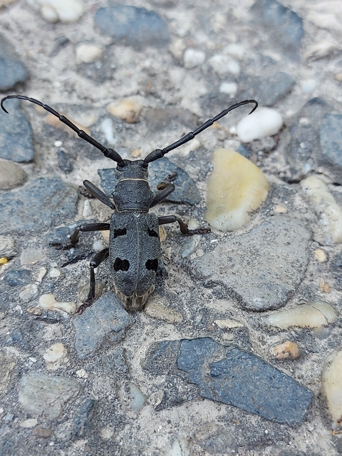 Morimus asper funereus - gyászcincér
