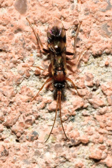 Braconidae - gyilkosfürkészek