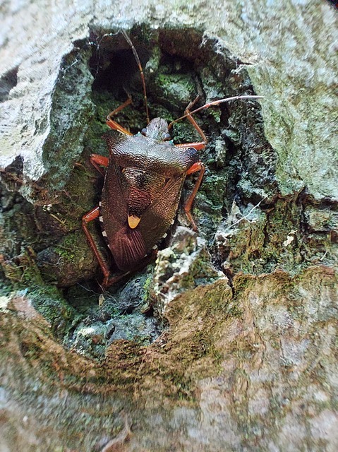 Pentatoma rufipes - vöröslábú címerespoloska Pentatoma rufipes - vöröslábú címerespoloska