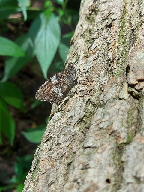 Hipparchia semele - barna szemeslepke