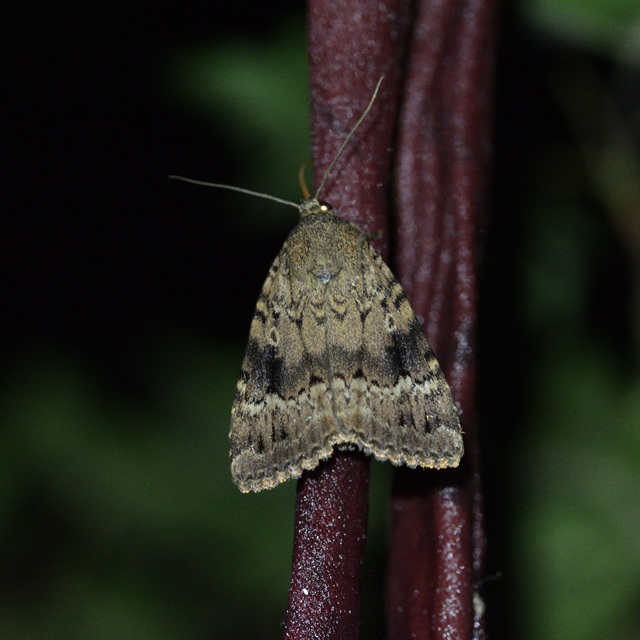 Amphipyra pyramidea - fahéjszínű bagoly
