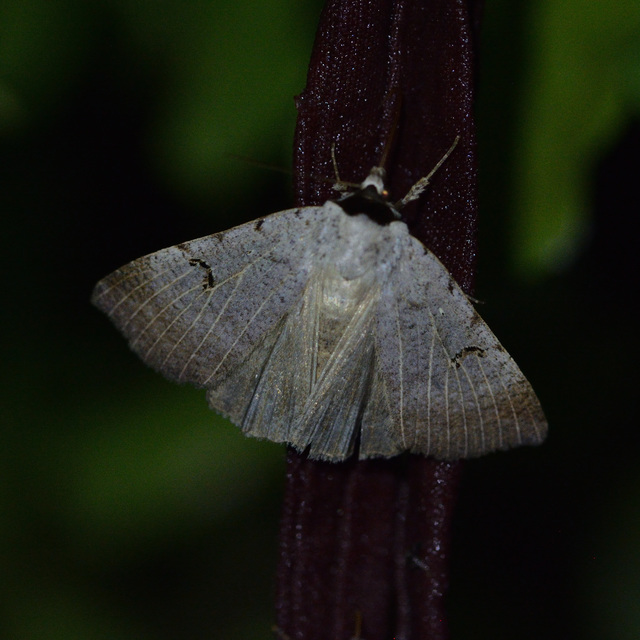 Lygephila craccae - gyakori csüdfűbagoly