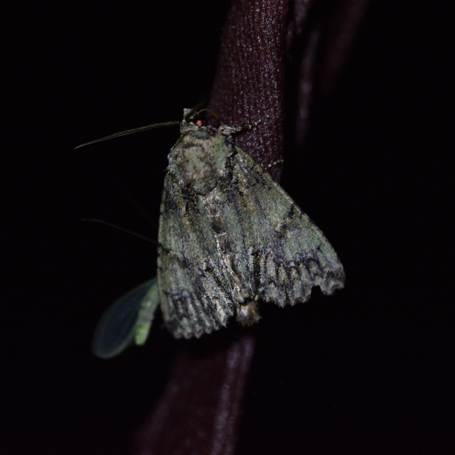 Polyphaenis sericata - selyemfényű erdeibagoly