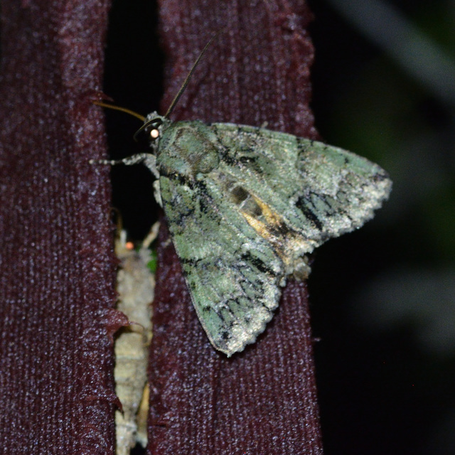 Polyphaenis sericata - selyemfényű erdeibagoly