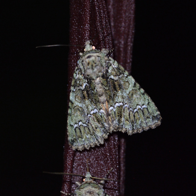 Polyphaenis sericata - selyemfényű erdeibagoly