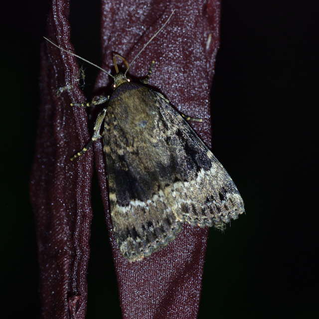 Amphipyra pyramidea - fahéjszínű bagoly
