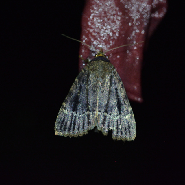 Amphipyra pyramidea - fahéjszínű bagoly