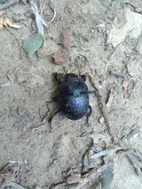 Anoplotrupes stercorosus - erdei álganéjtúró