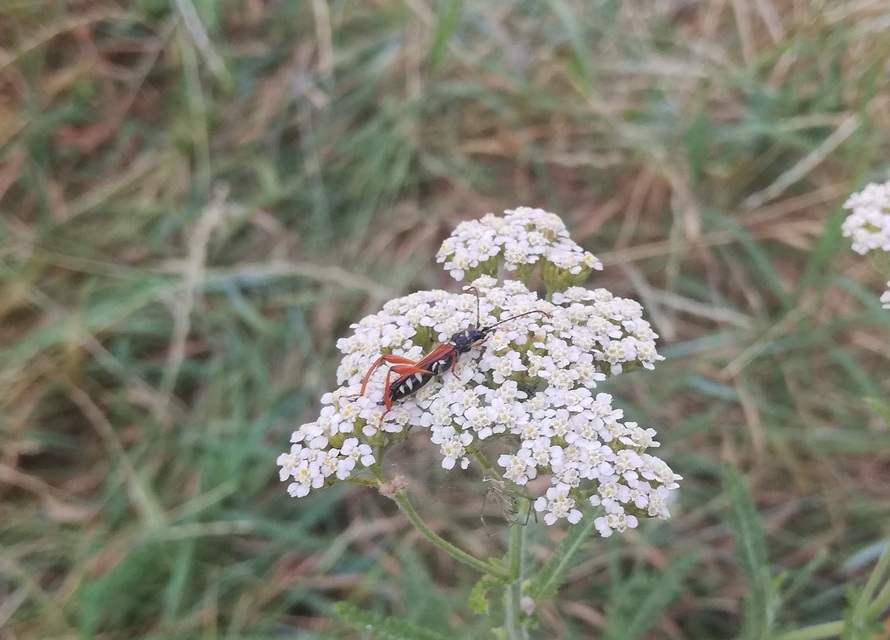 Stenopterus rufus - tarkacsápú keskenyfedőscincér