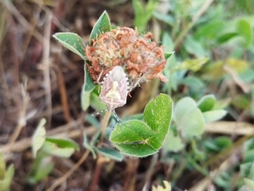 Dolycoris baccarum - közönséges bogyómászó-poloska