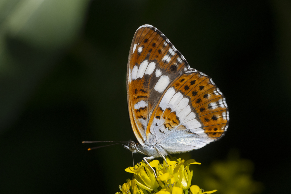 Limenitis camilla - kis lonclepke